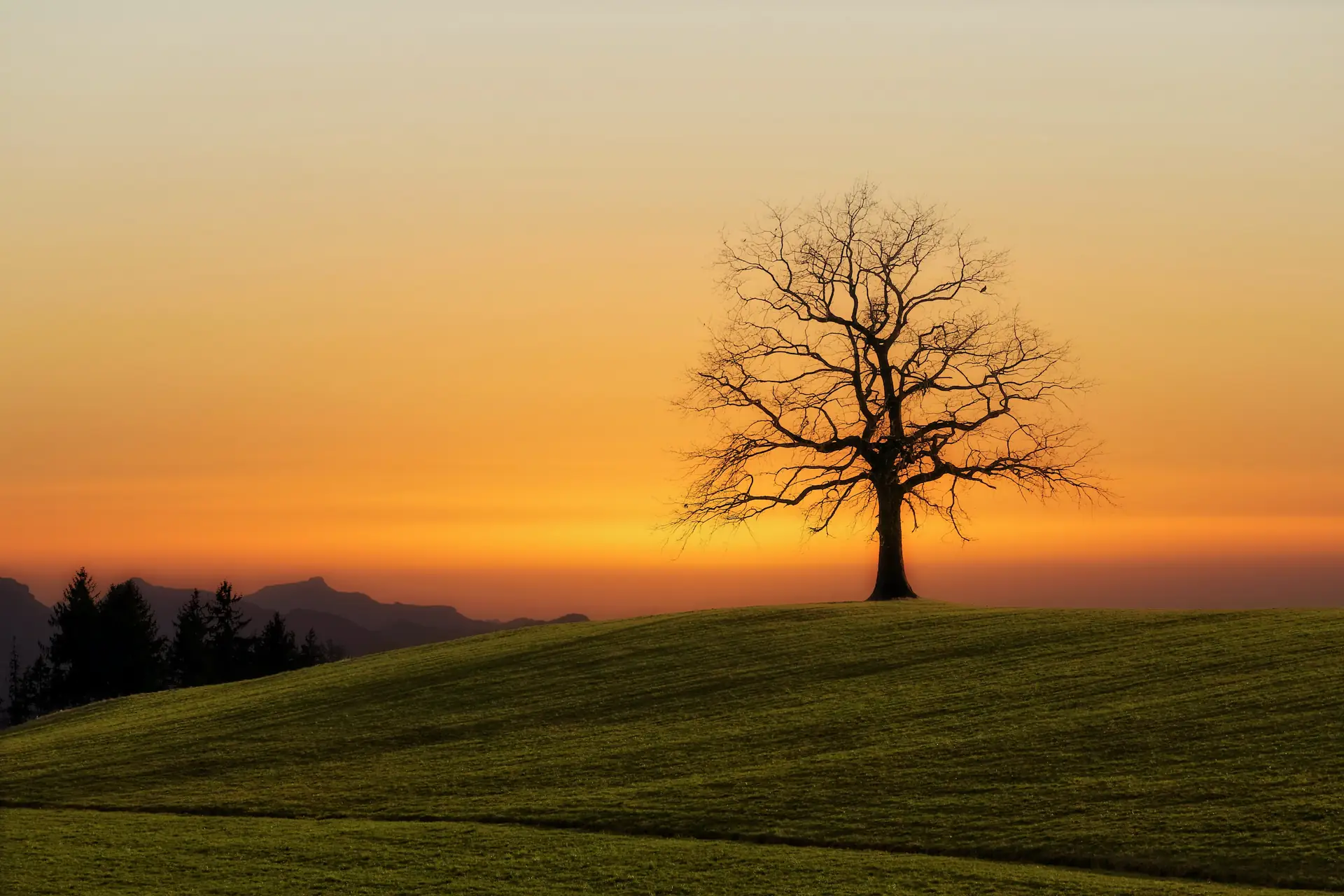 Un árbol solo sobre una colina verde al amanecer, con el cielo dorado.