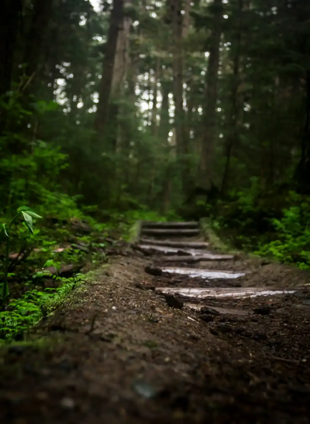 Unos escalones de tierra suben por un sendero en medio del bosque.